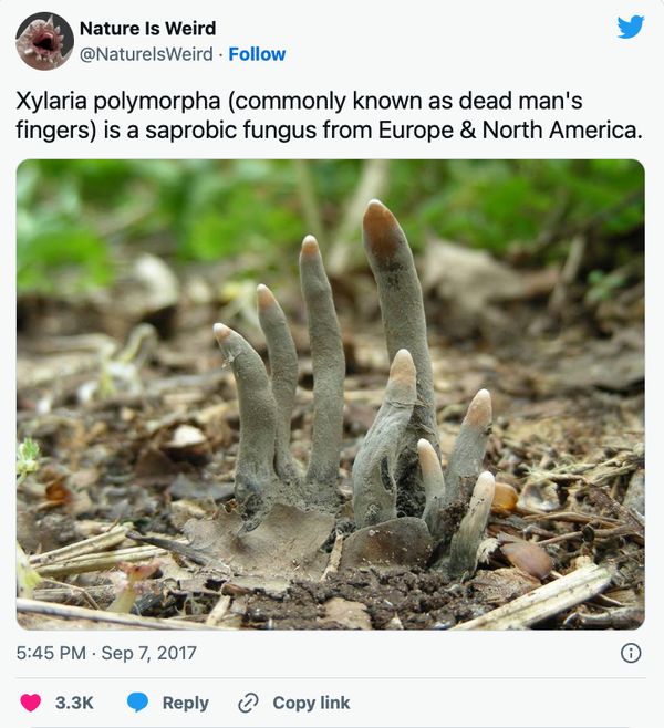 Dead Man's Fingers emerging from the ground