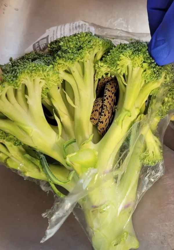 A Surprising Tale: A Friendly Snake in a Bag of Broccoli!