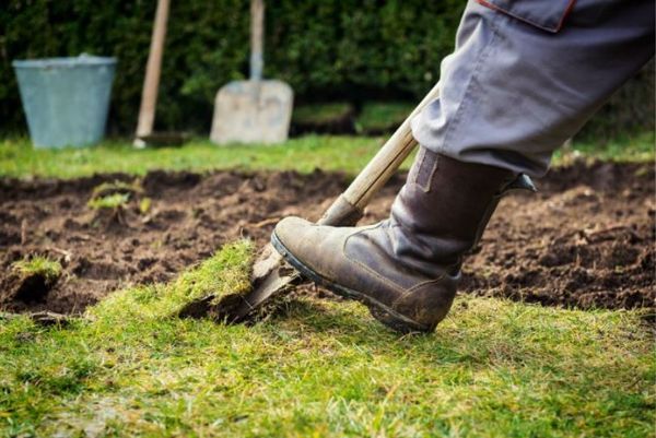 Unearthing a Hidden Treasure in the Backyard