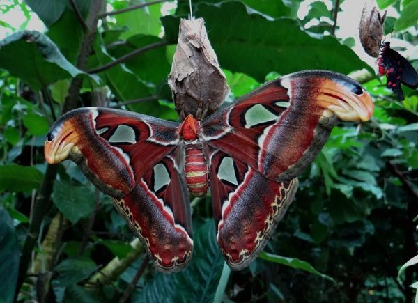 Atlas Moth