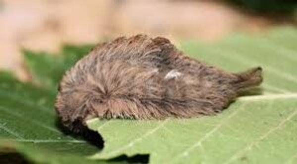 Close-up of a caterpillar