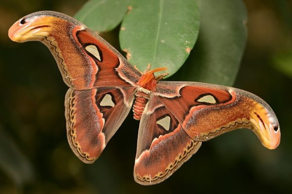 Atlas Moth