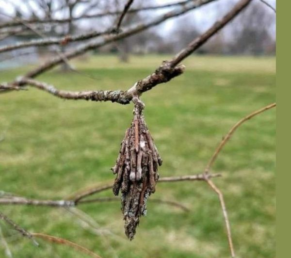 Protect Your Beloved Evergreens from the Silent Threat of the Evergreen Bagworm