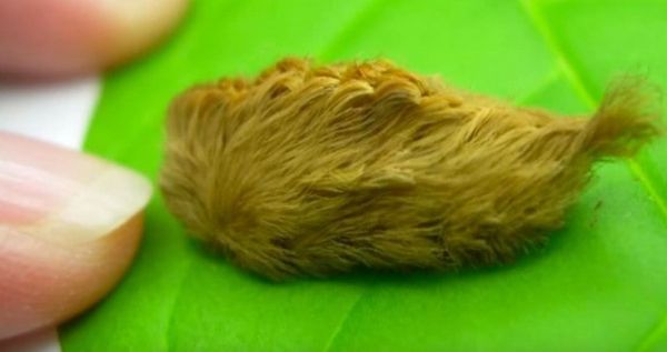 The furry pus caterpillar