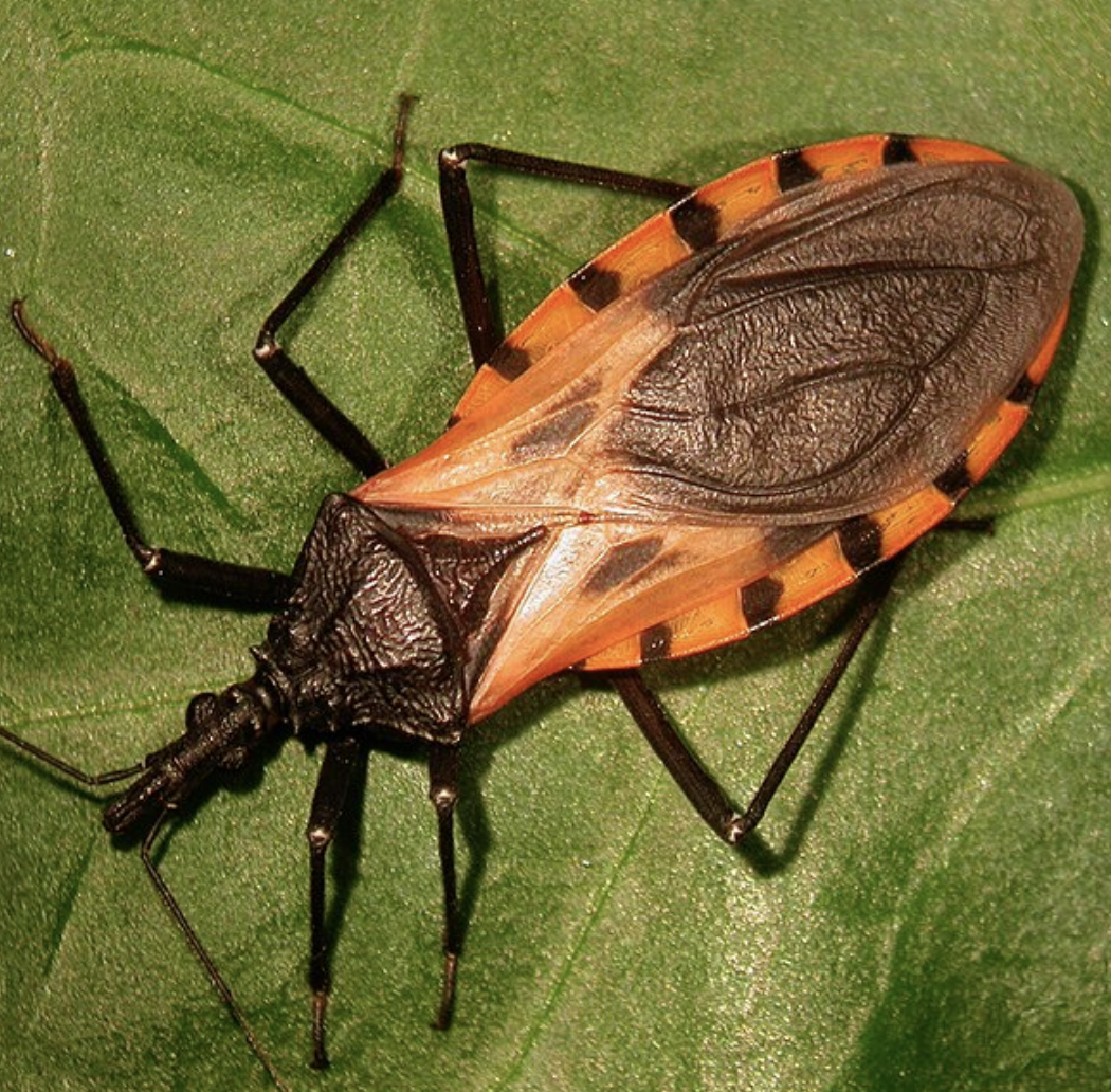 The Silent Killer: Chagas Disease and the Terrifying Nighttime Bugs