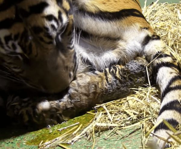 A Heartwarming Miracle: A Sumatran Tiger’s Gift of Life