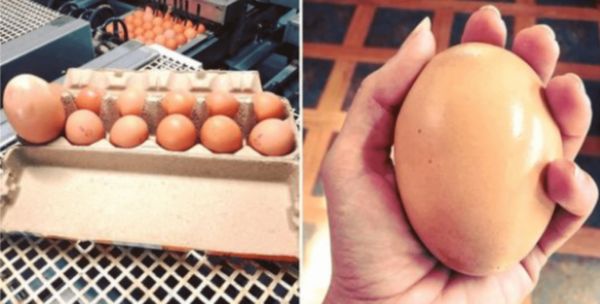 An Eggstravagant Surprise: Farmer Discovers Giant Egg with Unbelievable Contents!