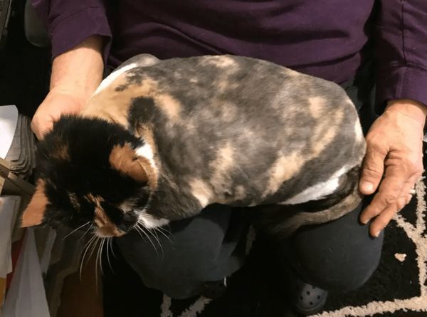 Elderly woman sitting with her cat