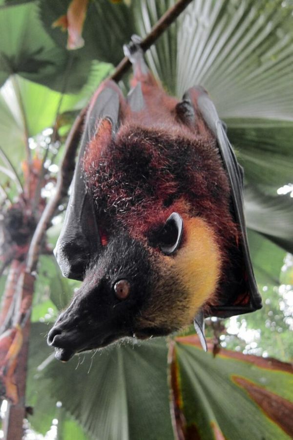 Golden-Crowned Flying Fox Bats