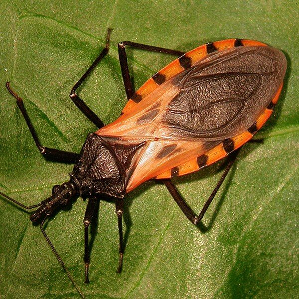 Silent Night No More: The Terrifying Truth About Chagas Disease