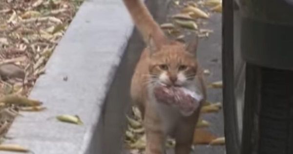 A Feral Cat’s Unusual Behavior