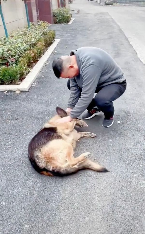 Unbreakable Bonds: A Heartwarming Reunion between a Retired Police Dog and her Handler