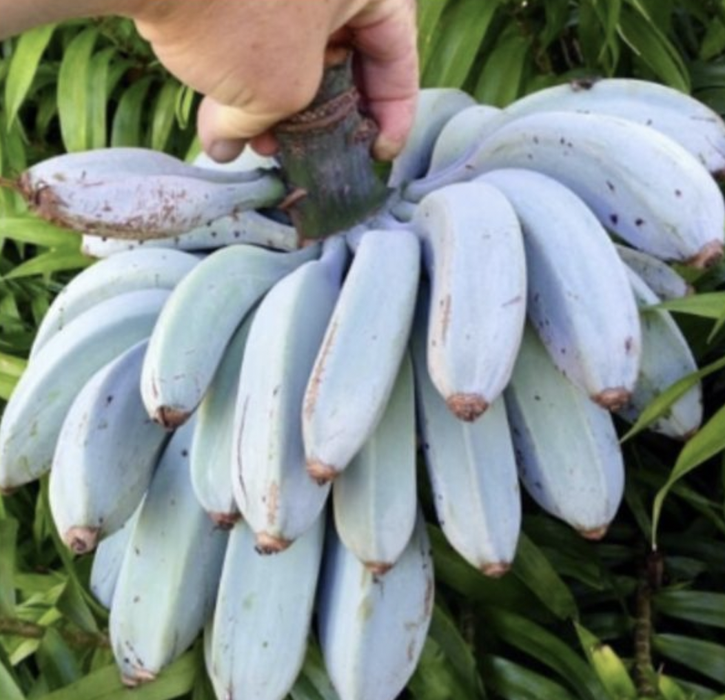 The Origins of the Blue Banana