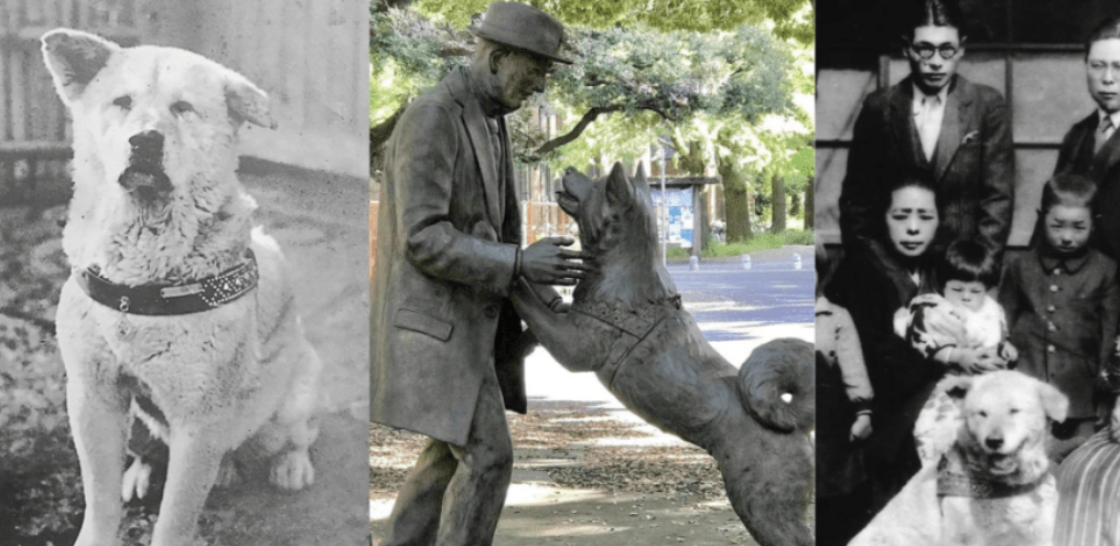 The Amazing Story of Hachikō: The Unwavering Loyalty of Man’s Best Friend