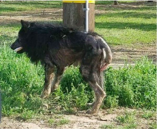 A Kind Soul Rescues a Struggling Dog in Need