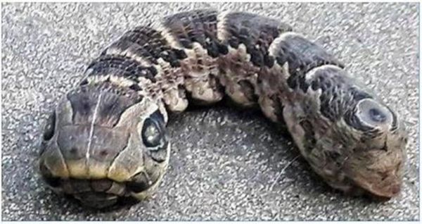 A Mysterious Creature: A Snake or an Impostor?