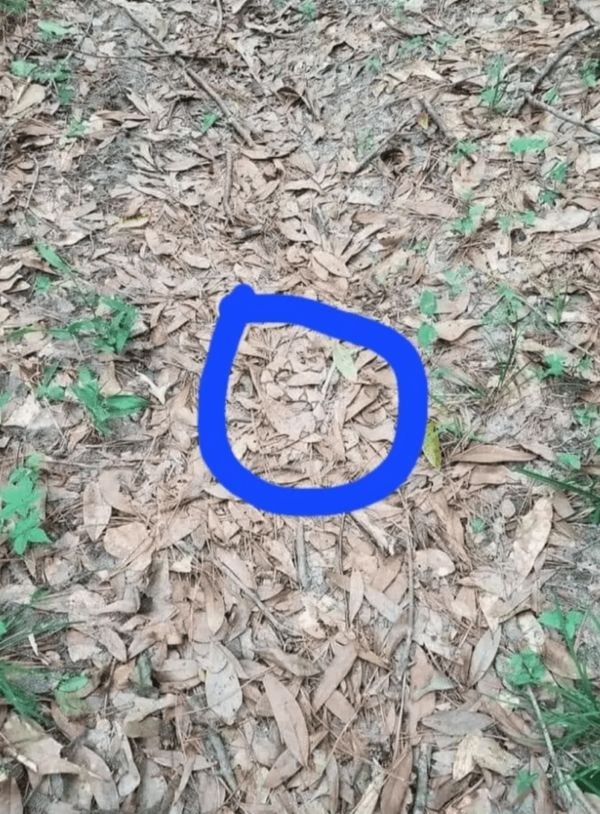 The Remarkable Camouflage of Copperhead Snakes