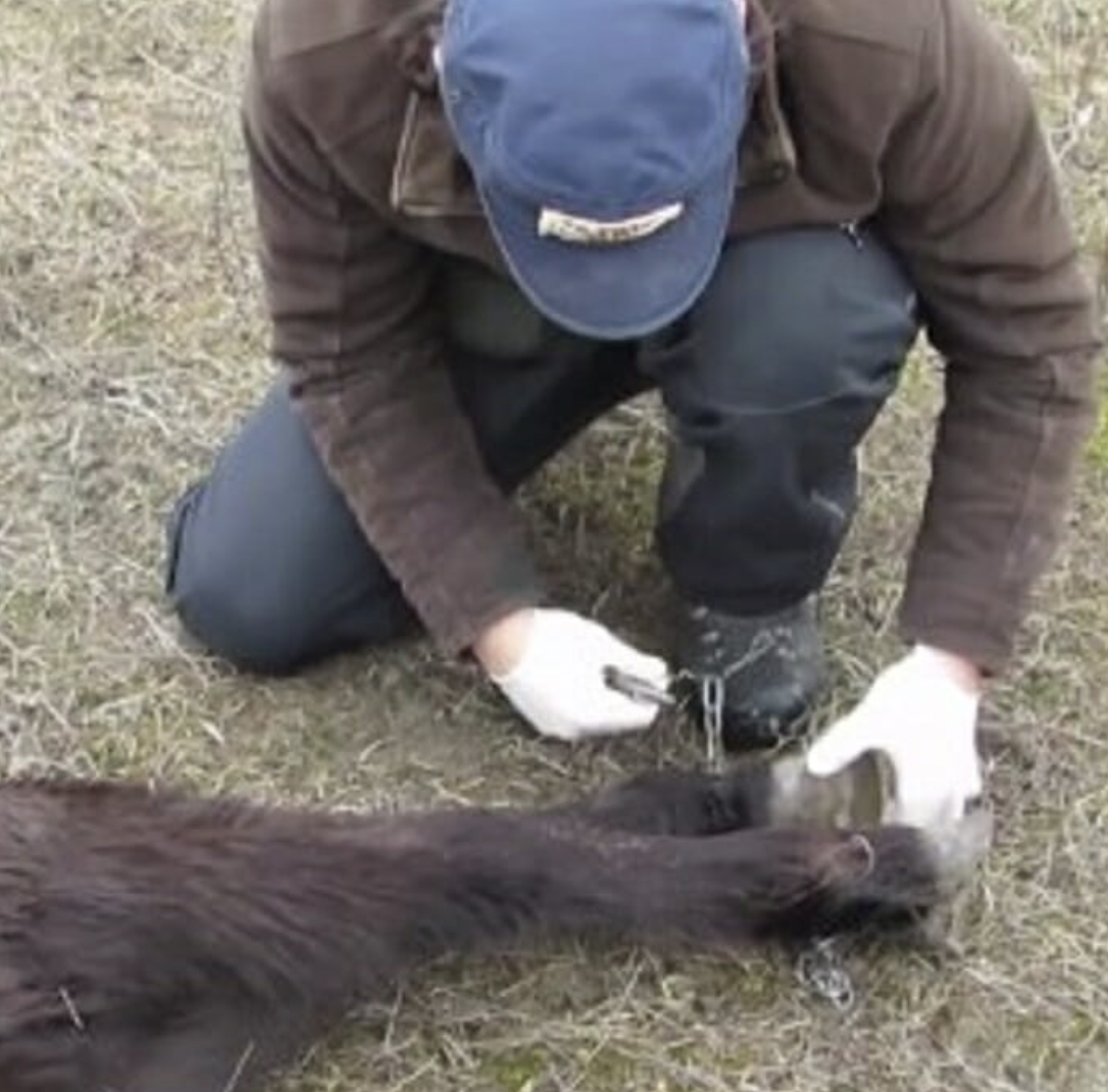 Animal Hero Saves Wild Horse from Chains – Experience the Thank You of a Lifetime