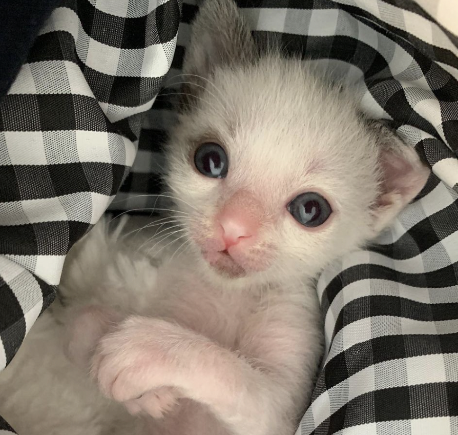 Abandoned Kitten Finds a Forever Home and Captures Hearts