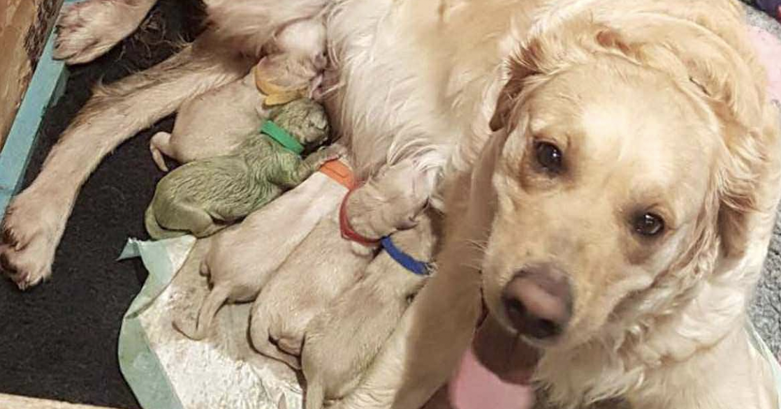 A Unique Surprise: Green Puppy Born to Golden Retriever