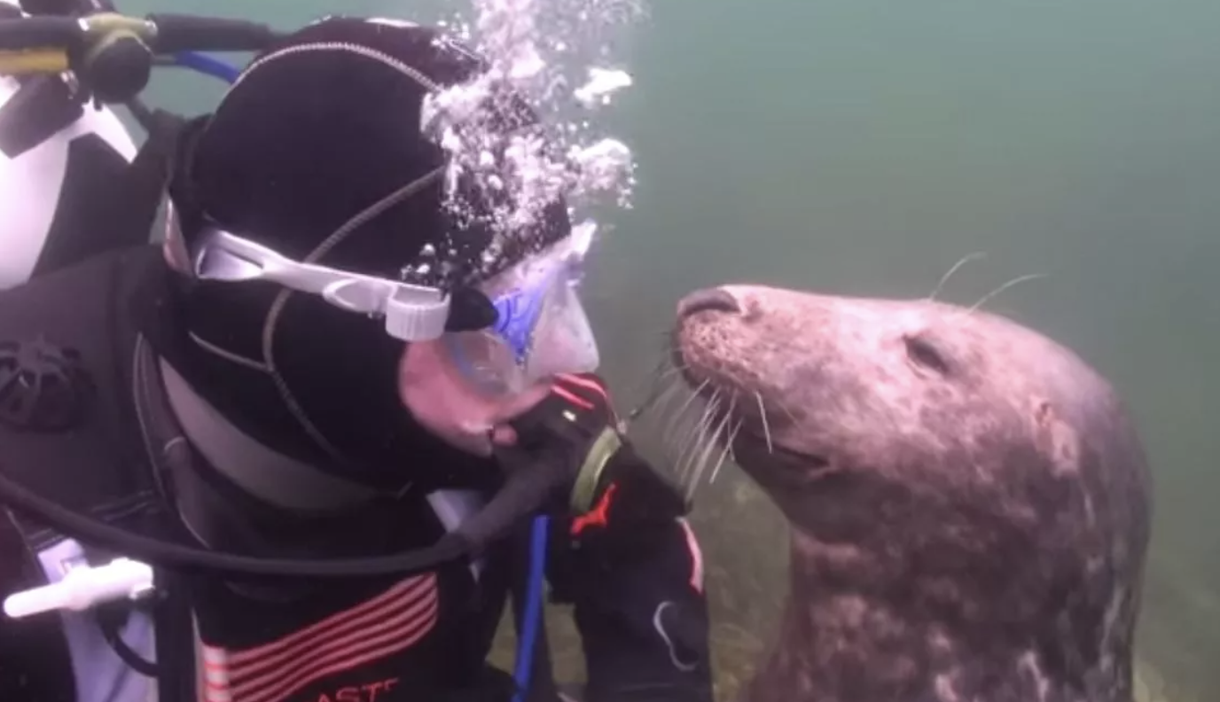 A Special Encounter with a Curious Gray Seal