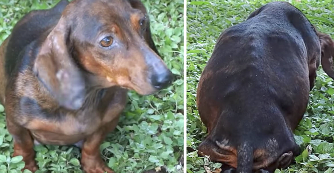 Animal Lovers Find Pregnant Dog Abandoned in Woods – Look Closer and Make Horrific Discovery