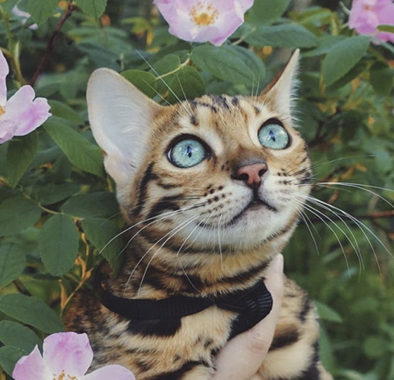 Meet Suki, the Bengal Cat Who’s Captivating the World