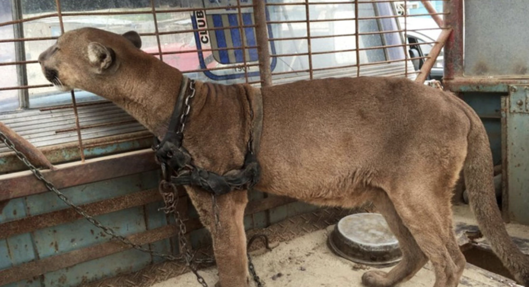 A Rescued Lion’s Incredible Journey to Freedom