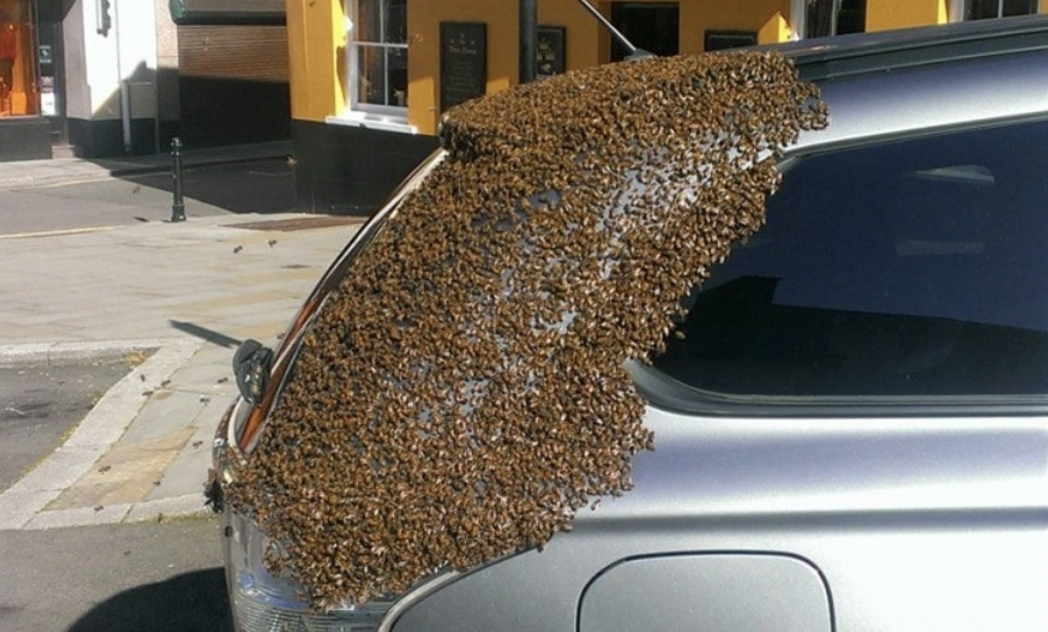 A Swarm of Bees Takes Over a Car in UK