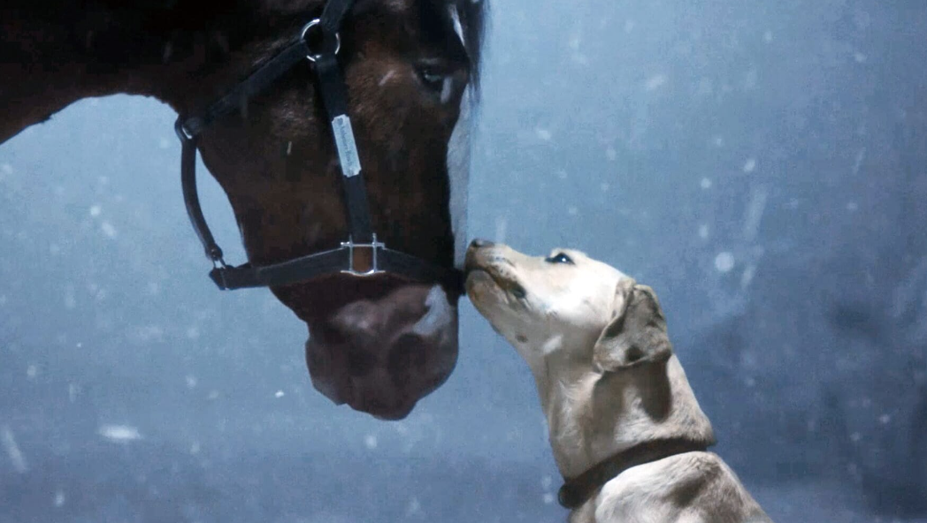 Dog in Budweiser Commercial: Super Bowl’s Breakout Star