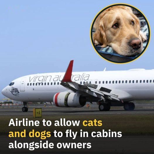 Bring Your Furry Friend On Board with Virgin Airlines