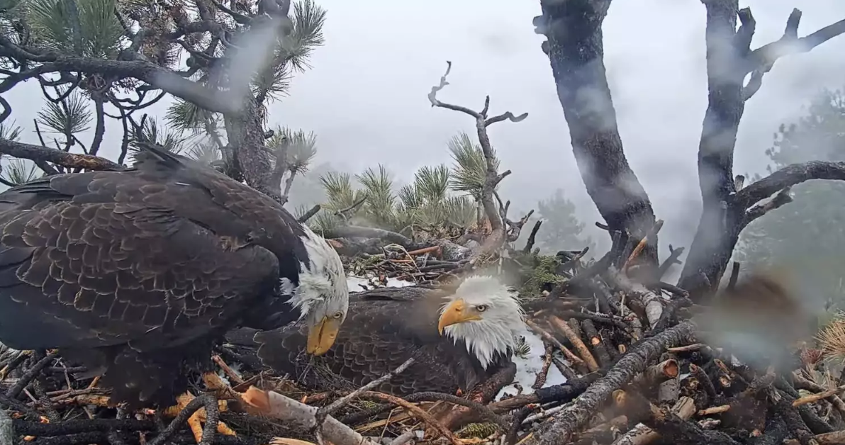 Thousands Watch Eagle Couple Bicker Over Child Rearing Tactics While Waiting for Eggs to Hatch