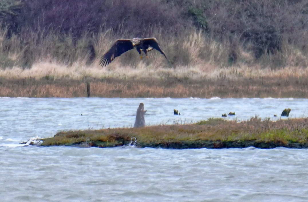 Seal Spotted Spitting Water at Passing Eagle in Bizarre ‘Never Before Seen’ Animal Encounter