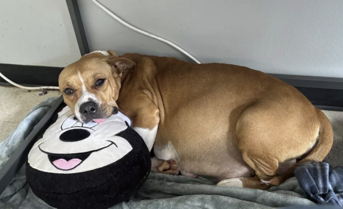 Rescue Dog ‘So Pregnant She Couldn’t Even Walk’ Gives Birth to 11 ‘Adorable’ Puppies