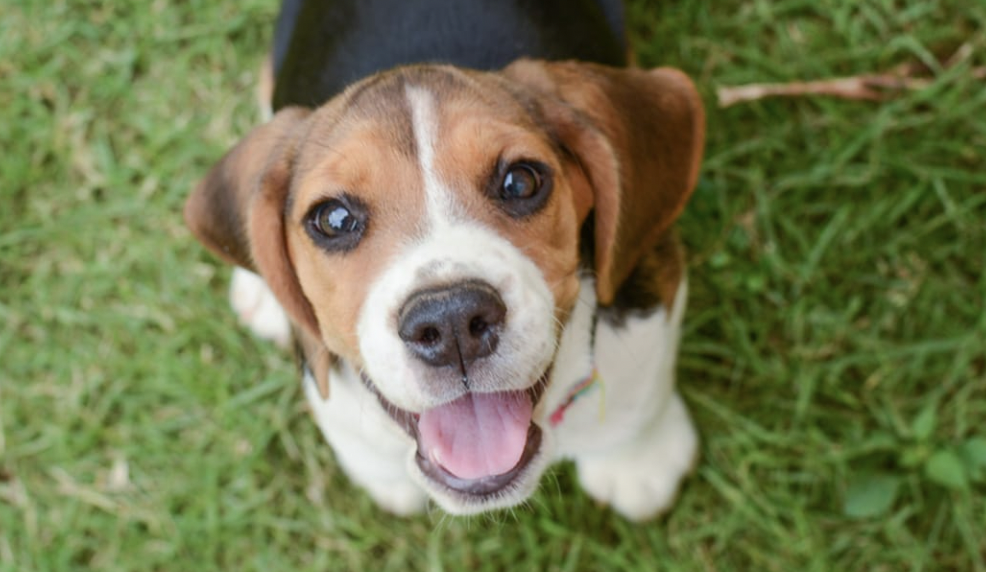 Girlfriend Makes Man Choose Between Her and His Beloved Beagle: His Amazing Response Went Viral