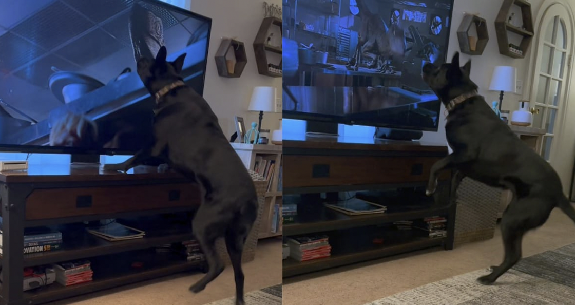 Bosco the Dog’s Incredible Reaction to “Jurassic Park” Goes Viral