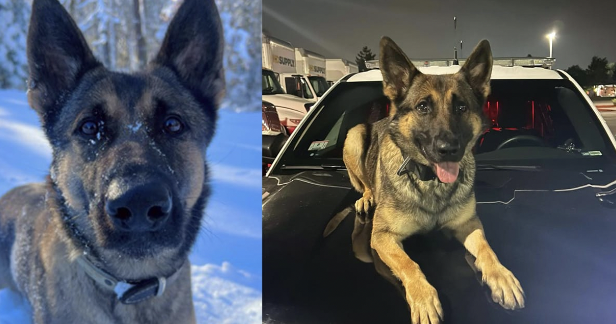 K9 Hero Saves Missing 12-Year-Old in Freezing Weather