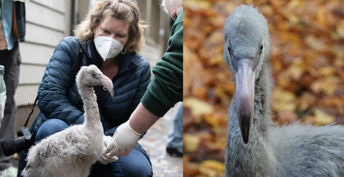 Flight Attendant Saves Rare Flamingo Eggs on Board Flight — Months Later Gets to Meet the Hatchlings with a Special Honor