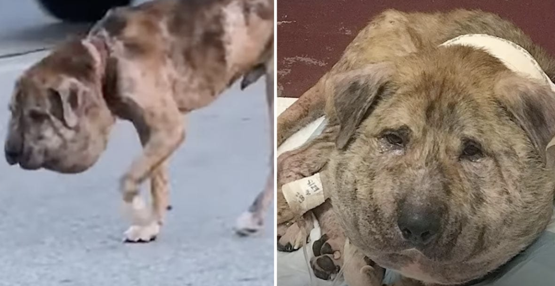 No One Believed “Pumpkin Head” Dog Would Survive – Four Weeks Later, He Has Proven Everyone Wrong