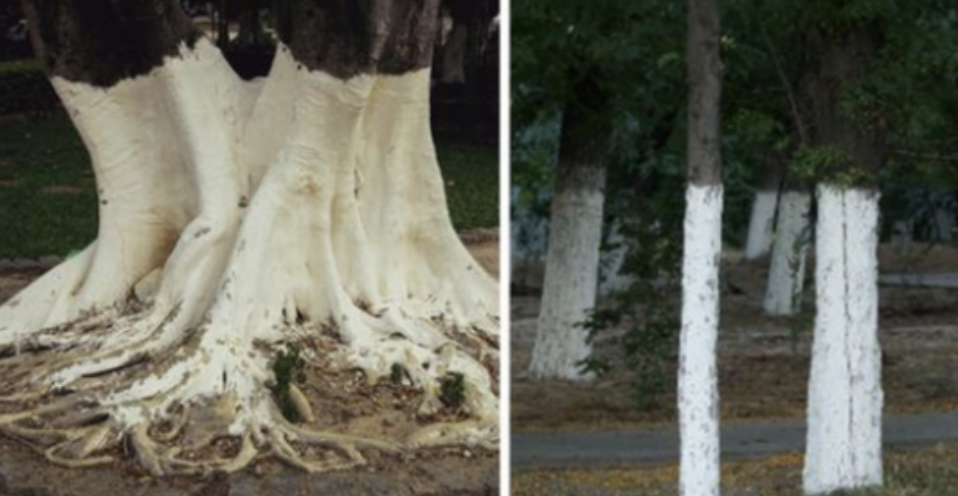 Why Are Some Trees Painted White?