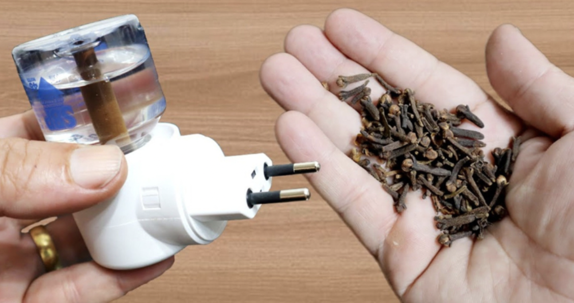 A Clove Solution: The Natural Way to Keep Mosquitoes at Bay