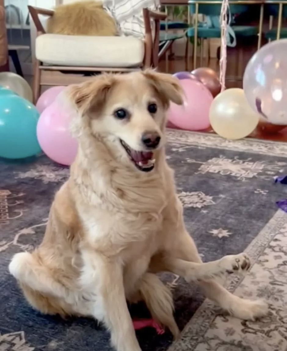 Paralyzed Canine Celebrating Birthday with 100 Balloons Is the ‘Happiest Dog on Earth’