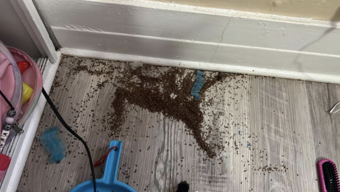 Mother Finds Mysterious ‘Coffee Grounds’ in Daughter’s Room