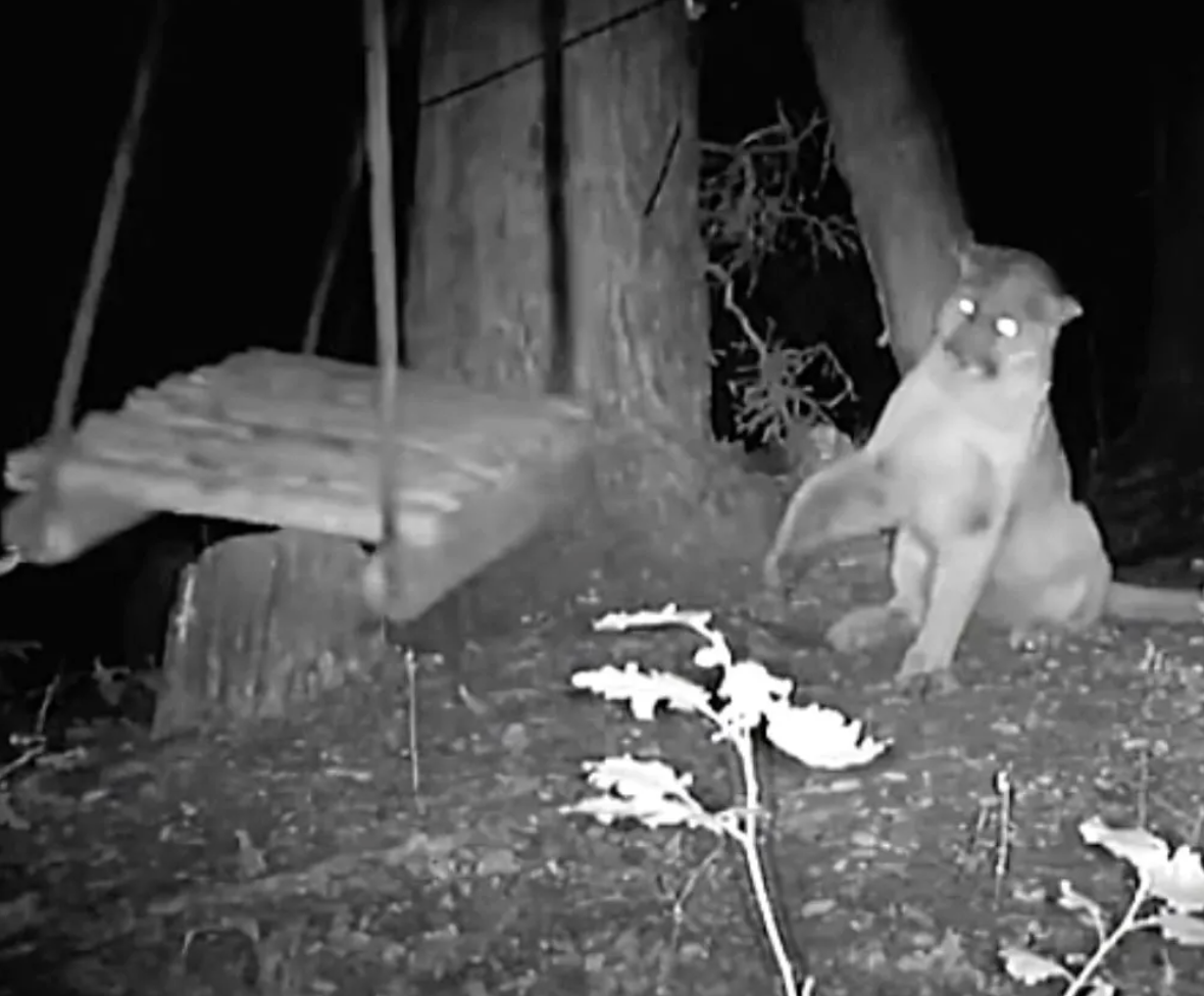 Mountain Lion Discovers a Swing in the Woods