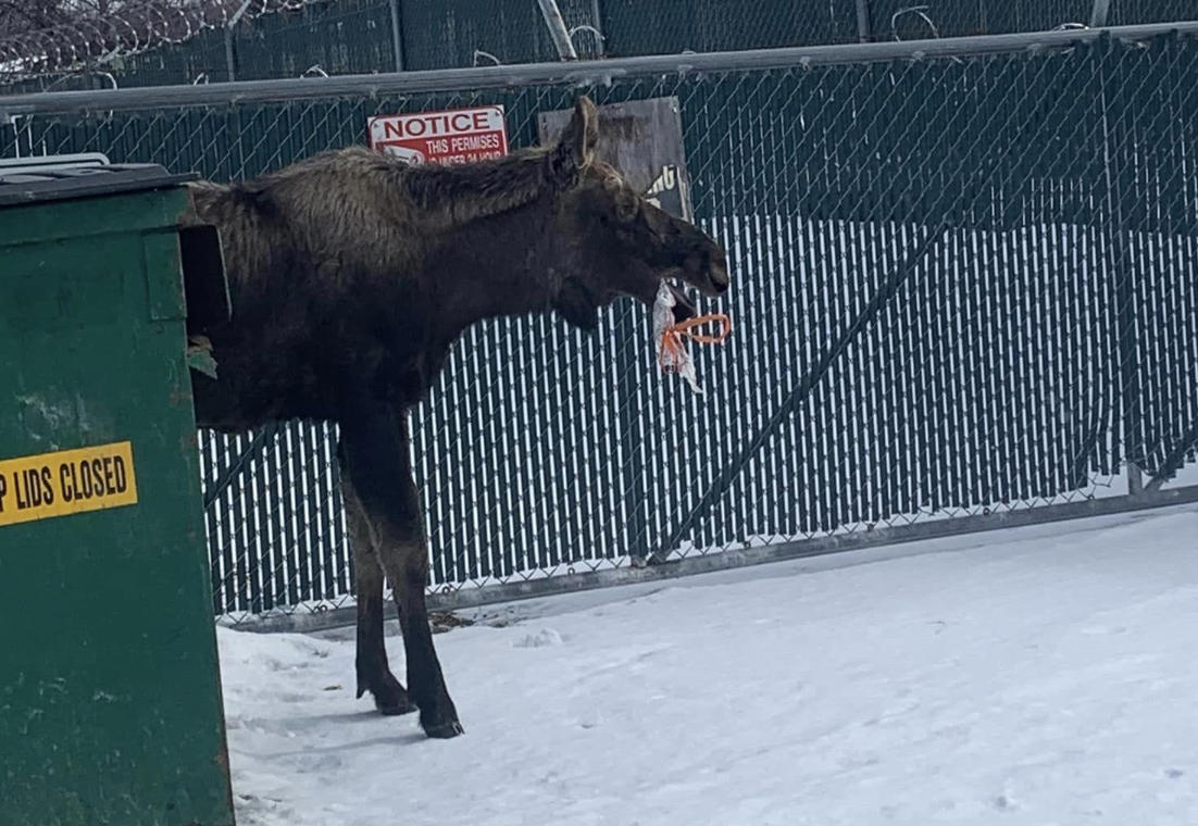 A Hero Saves a Moose in Distress