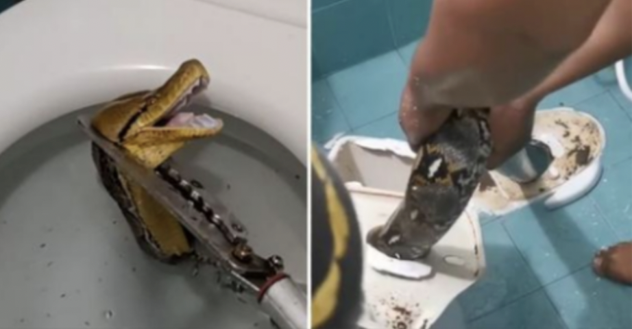 Massive 12-Foot Python Shocks Family by Emerging from Toilet