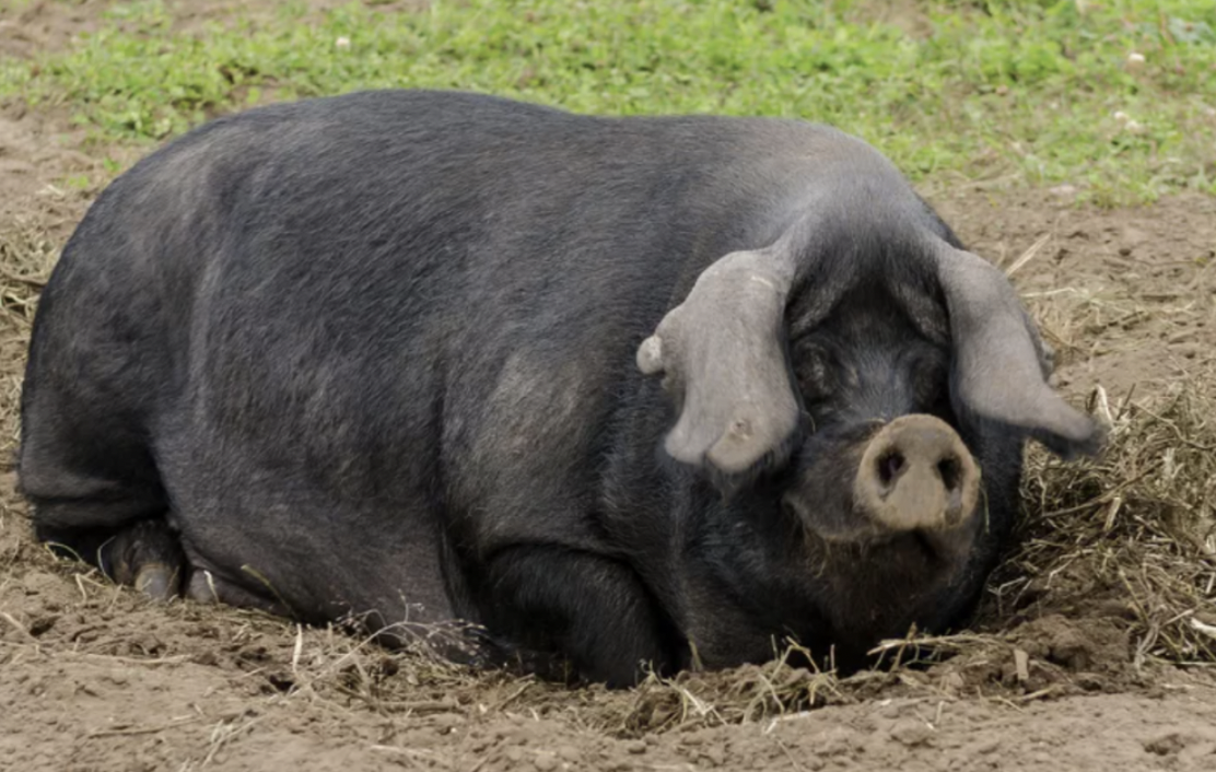 Wisconsin Family Finds Lost Pig Named Kevin Bacon, Lures Him Back Home with Oreos