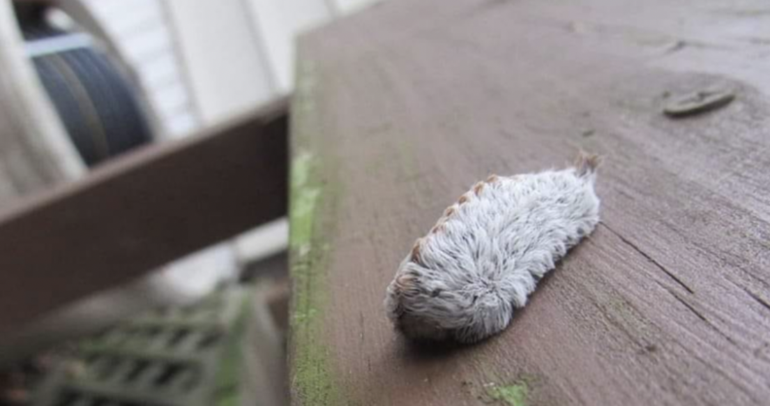 Beware of the Poisonous Caterpillar in Parks!