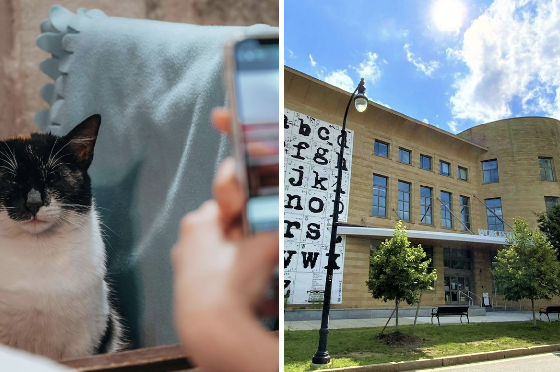 Library Lets People Trade Cat Pics For The Clearing Of Unpaid Dues During March Meowness