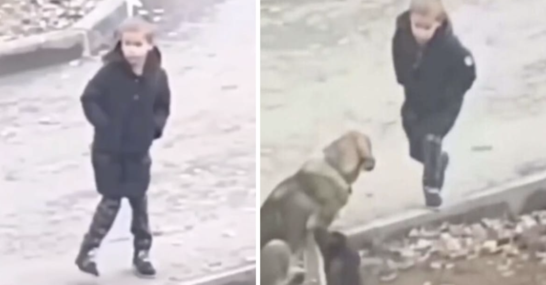 A Heartwarming Encounter: Little Boy’s Kindness Towards Street Dogs